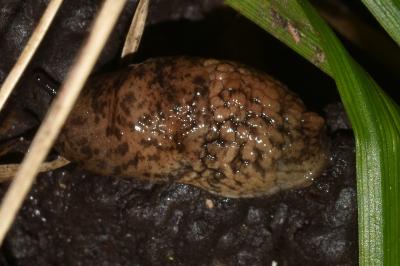 <i>Deroceras reticulatum</i>