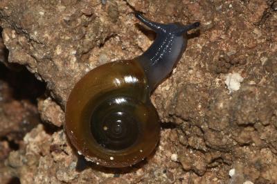 <i>Oxychilus draparnaudi</i>