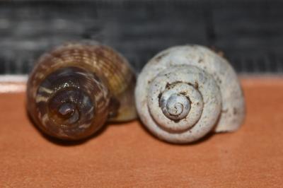 <i>Pomatias elegans</i>
