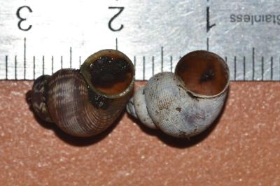 <i>Pomatias elegans</i>