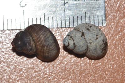 <i>Pomatias elegans</i>