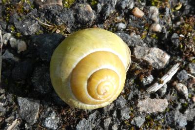<i>Cepaea nemoralis</i>