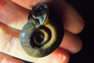 <i>Planorbarius corneus</i>