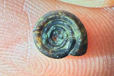<i>Anisus</i>