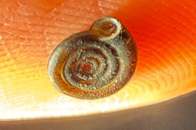 <i>Anisus</i>