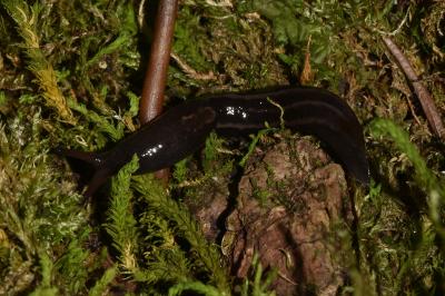 <i>Limax cinereoniger</i>