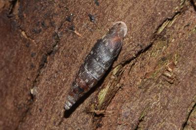 <i>Clausilia bidentata</i>
