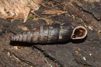<i>Clausilia bidentata</i>