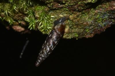 <i>Clausilia bidentata</i>