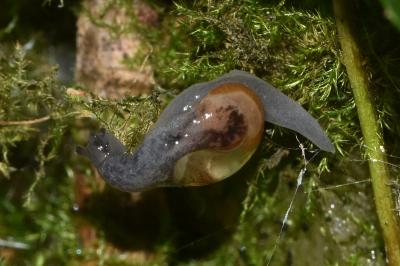 <i>Semilimax pyrenaicus</i>