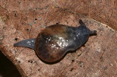 <i>Semilimax pyrenaicus</i>