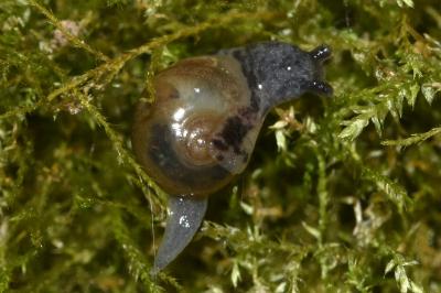 <i>Semilimax pyrenaicus</i>