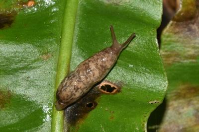 <i>Deroceras reticulatum</i>