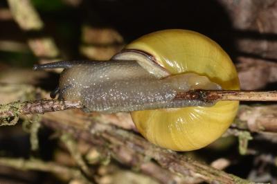 <i>Cepaea nemoralis</i>