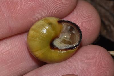 <i>Cepaea nemoralis</i>