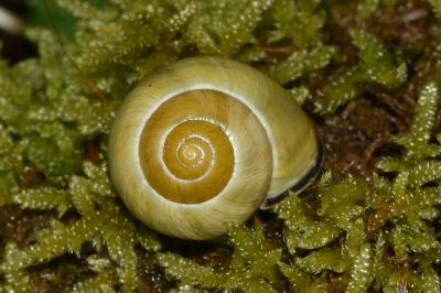 <i>Cepaea nemoralis</i>