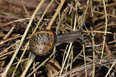 <i>Cornu aspersum</i>