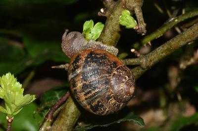 <i>Cornu aspersum</i>