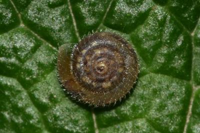 <i>Trochulus hispidus</i>