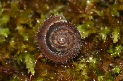 <i>Trochulus hispidus</i>