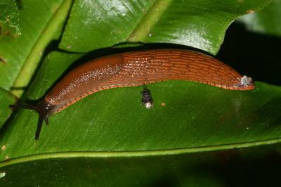 <i>Arion rufus/vulgaris</i>