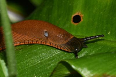 <i>Arion rufus/vulgaris</i>