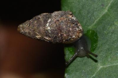 <i>Merdigera obscura</i>