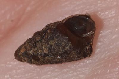 <i>Merdigera obscura</i>