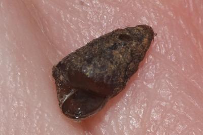 <i>Merdigera obscura</i>