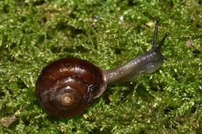 <i>Corneola squamatina</i>