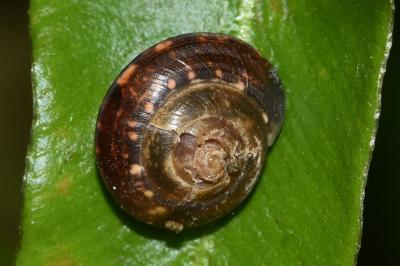<i>Hygromia cinctella</i>