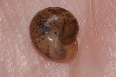 <i>Hygromia cinctella</i>