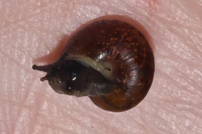 <i>Hygromia cinctella</i>