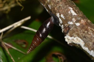 <i>Cochlodina laminata</i>