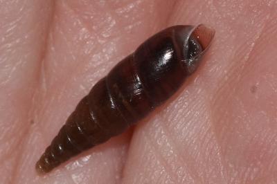 <i>Cochlodina laminata</i>