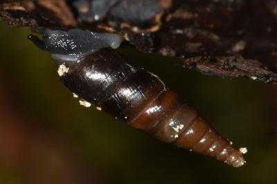 <i>Cochlodina laminata</i>