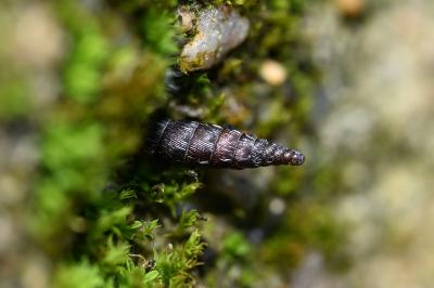 <i>Clausilia bidentata</i>