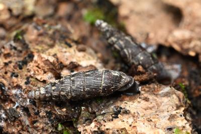 <i>Clausilia bidentata</i>