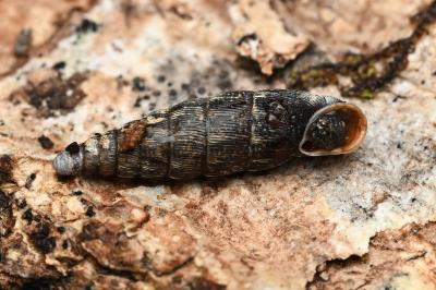 <i>Clausilia bidentata</i>