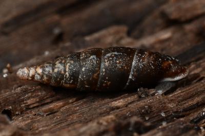 <i>Cochlodina laminata</i>