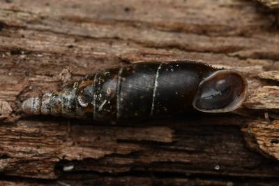 <i>Cochlodina laminata</i>
