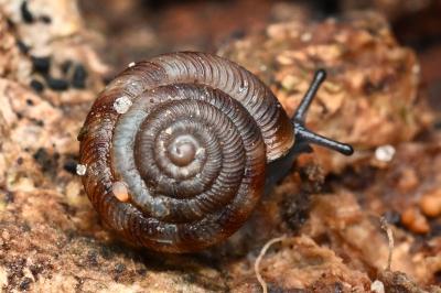 <i>Gonyodiscus rotundatus</i>