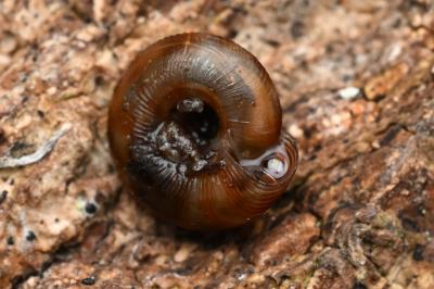 <i>Gonyodiscus rotundatus</i>