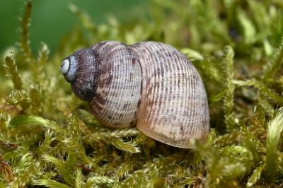 <i>Pomatias elegans</i>