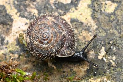 <i>Trochulus hispidus</i>