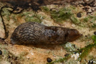 <i>Deroceras reticulatum</i>