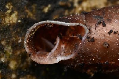 <i>Cochlodina laminata</i>
