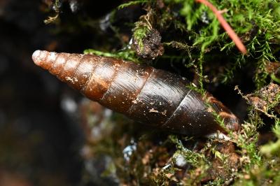 <i>Cochlodina laminata</i>
