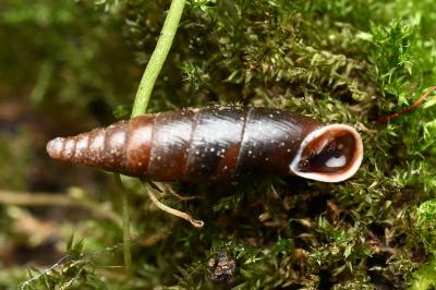 <i>Cochlodina laminata</i>