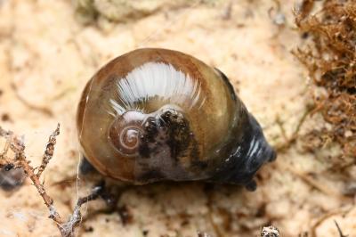 <i>Semilimax pyrenaicus</i>